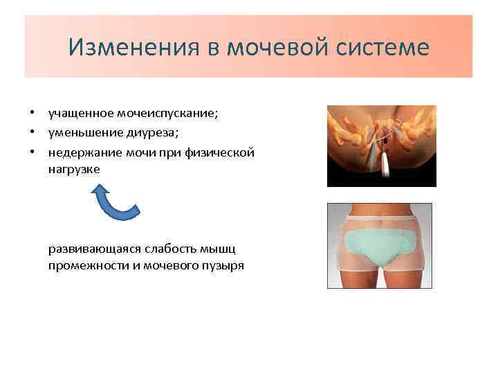 Изменения в мочевой системе • учащенное мочеиспускание; • уменьшение диуреза; • недержание мочи при