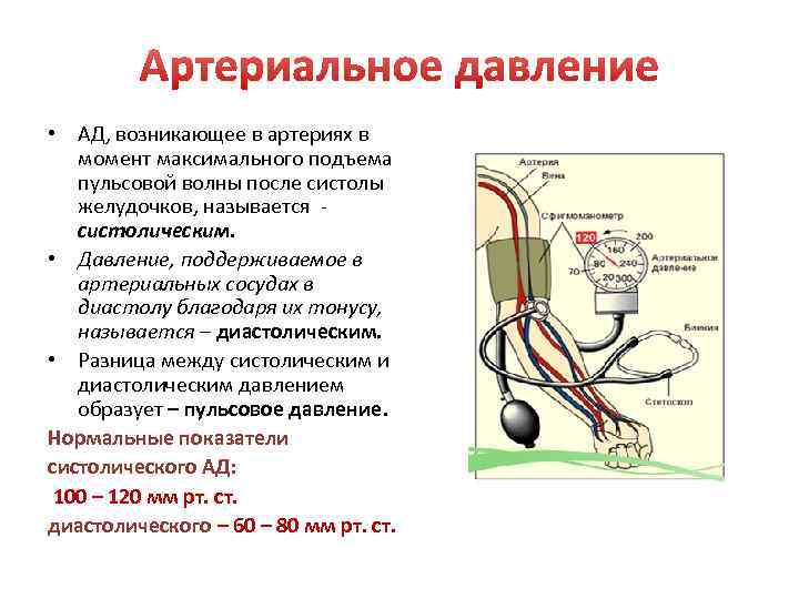  • АД, возникающее в артериях в момент максимального подъема пульсовой волны после систолы