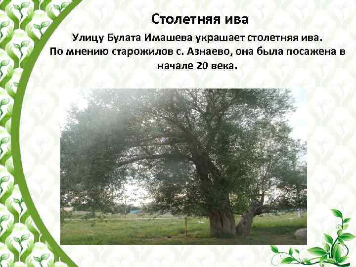  Столетняя ива Улицу Булата Имашева украшает столетняя ива. По мнению старожилов с. Азнаево,
