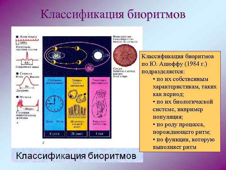 Классификация биоритмов по Ю. Ашоффу (1984 г. ) подразделяется: • по их собственным характеристикам,