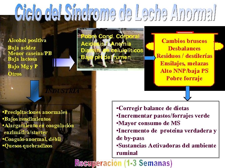 Alcohol positiva Baja acidez Menor caseína/PB Baja lactosa Bajo Mg y P Otros Pobre