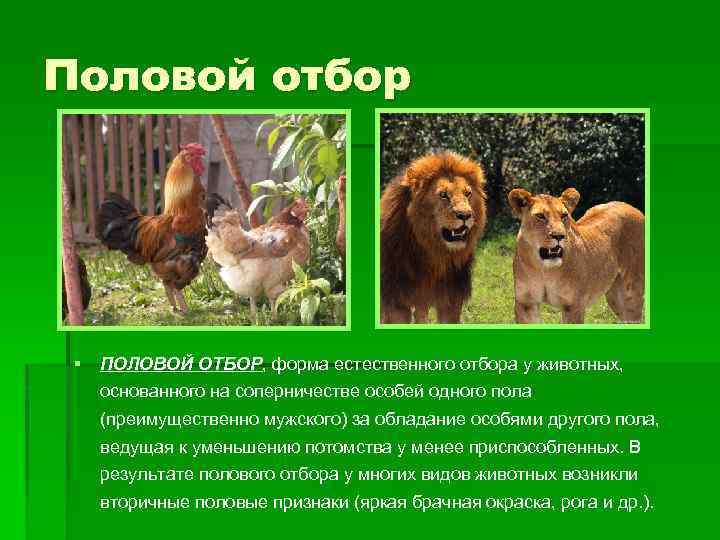 Половой отбор § ПОЛОВОЙ ОТБОР, форма естественного отбора у животных, основанного на соперничестве особей
