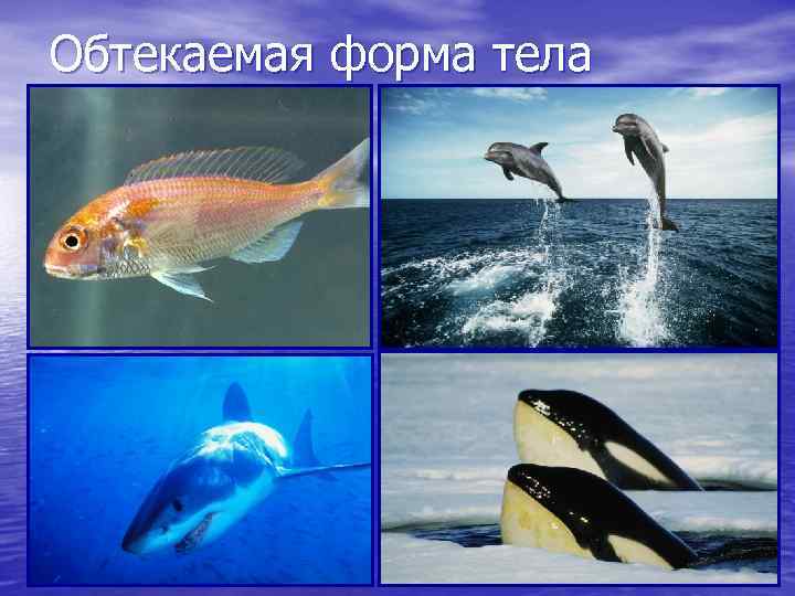 Обтекаемая форма тела 