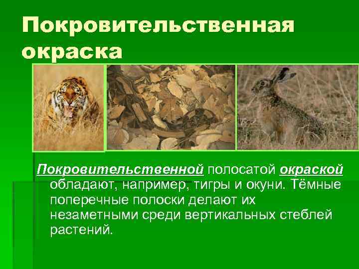 Покровительственная окраска Покровительственной полосатой окраской обладают, например, тигры и окуни. Тёмные поперечные полоски делают