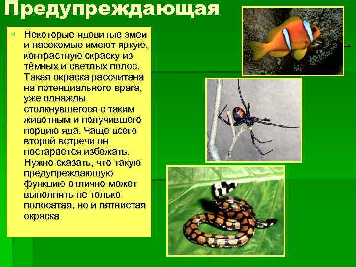 Предупреждающая § Некоторые ядовитые змеи и насекомые имеют яркую, контрастную окраску из тёмных и