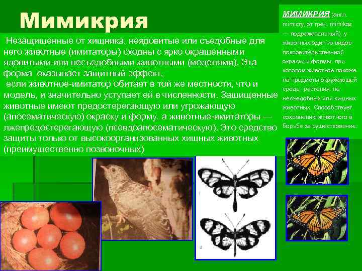 Мимикрия Незащищенные от хищника, неядовитые или съедобные для него животные (имитаторы) сходны с ярко