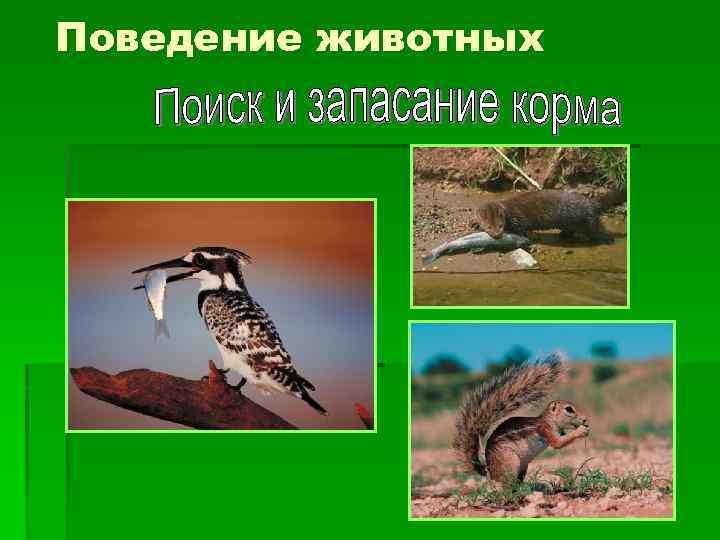 Поведение животных 