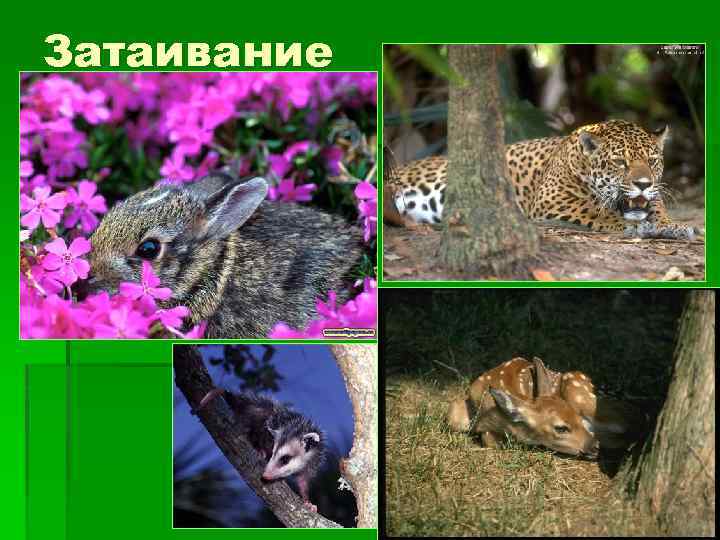 Затаивание 