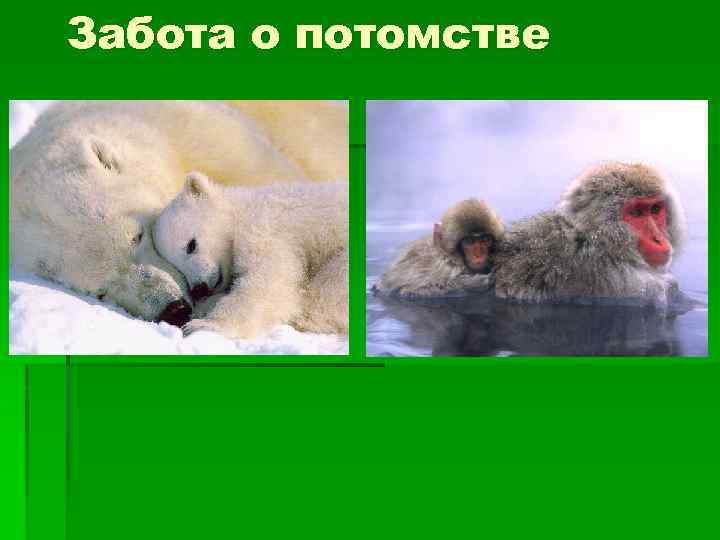 Забота о потомстве 