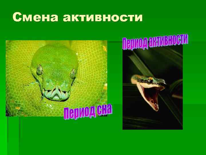 Смена активности 