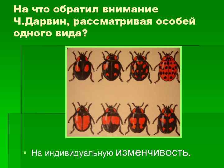 На что обратил внимание Ч. Дарвин, рассматривая особей одного вида? § На индивидуальную изменчивость.