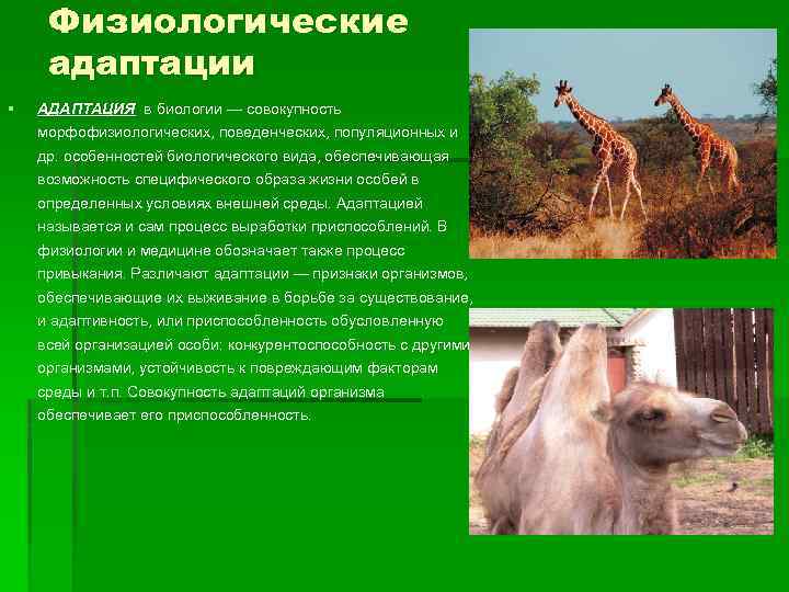 Физиологические адаптации § АДАПТАЦИЯ в биологии — совокупность морфофизиологических, поведенческих, популяционных и др. особенностей