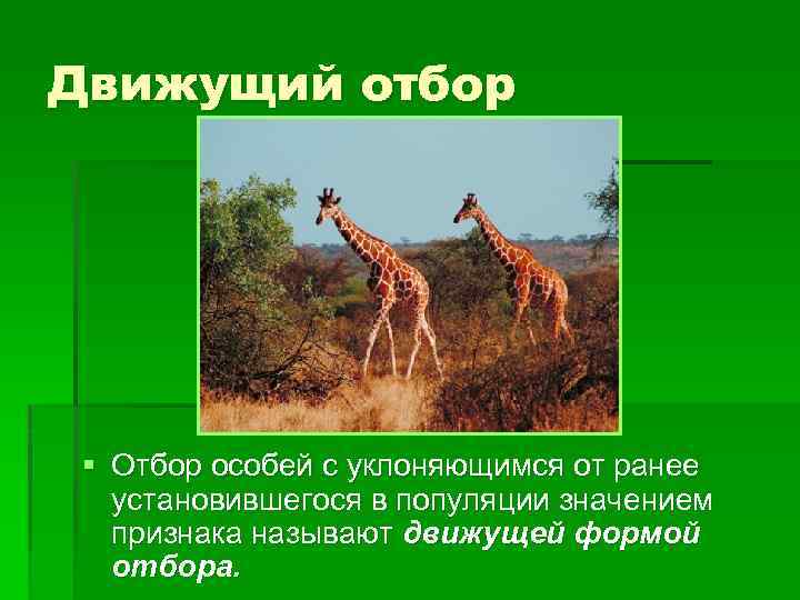 Движущий отбор § Отбор особей с уклоняющимся от ранее установившегося в популяции значением признака