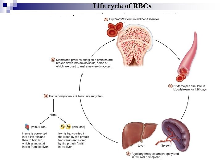 Life cycle of RBCs 
