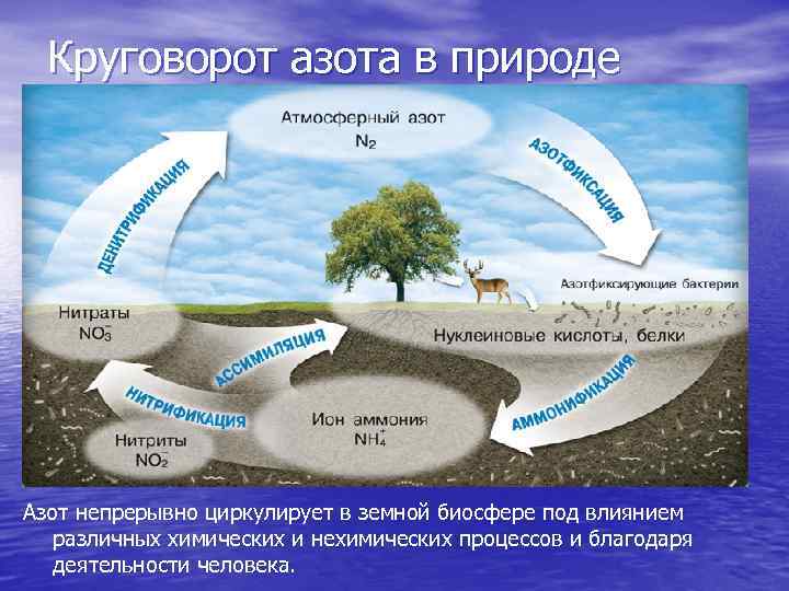 Круговорот азота в природе Азот непрерывно циркулирует в земной биосфере под влиянием различных химических