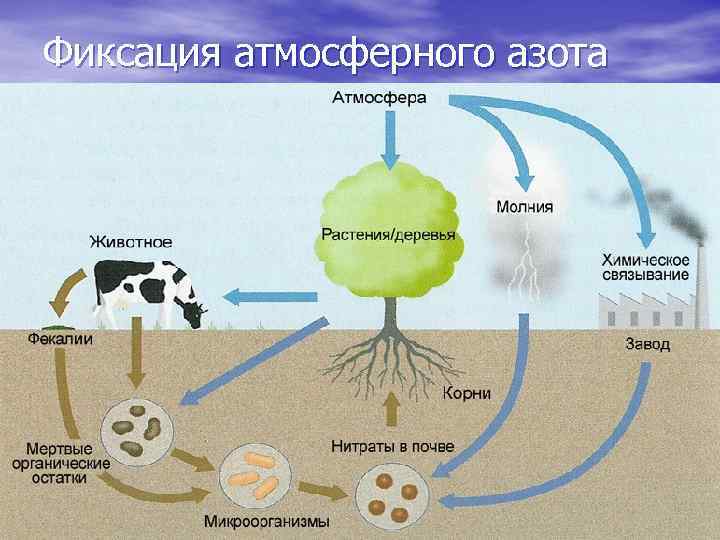 Круговорот азота в природе схема и пояснения