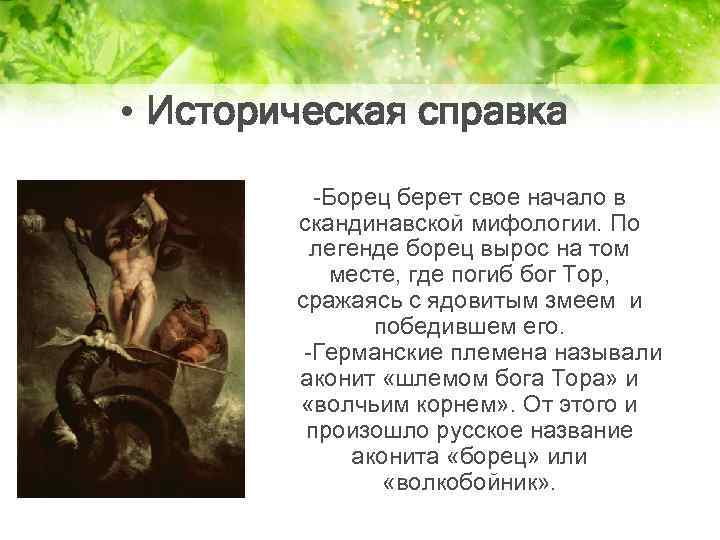  • Историческая справка -Борец берет свое начало в скандинавской мифологии. По легенде борец