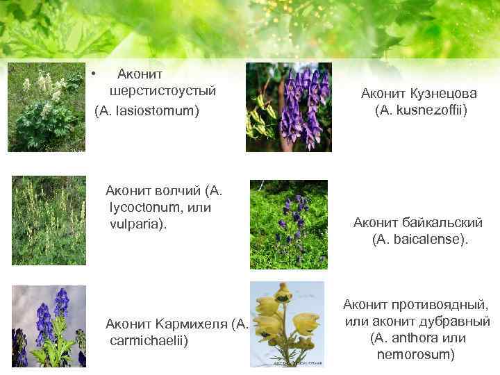  • Аконит шерстистоустый (A. lasiostomum) Аконит Кузнецова (A. kusnezoffii) Аконит волчий (A. lycoctonum,