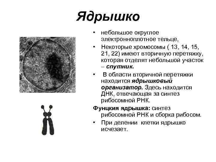 Ядрышко. Образование ядрышка связано с. Ядрышко и ядрышковый организатор. Ядрышковый организатор строение. Ядрышко это участок хромосомы где образуется.