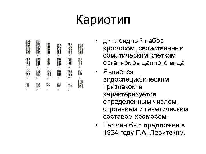 Диплоидный набор хромосом соматической клетки