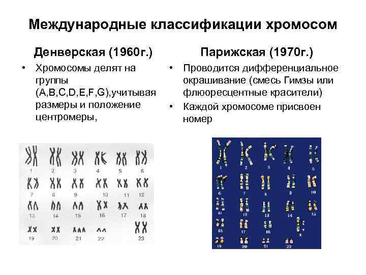 Денверская и парижская классификация хромосом pocketbook 624 замена экрана