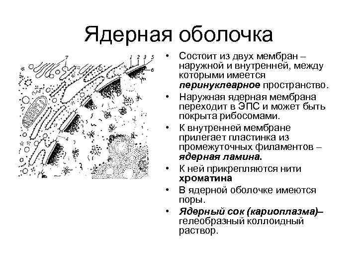 Изучите рисунок 170 хозяйственное ядро европы охарактеризуйте хозяйственное ядро европы по плану