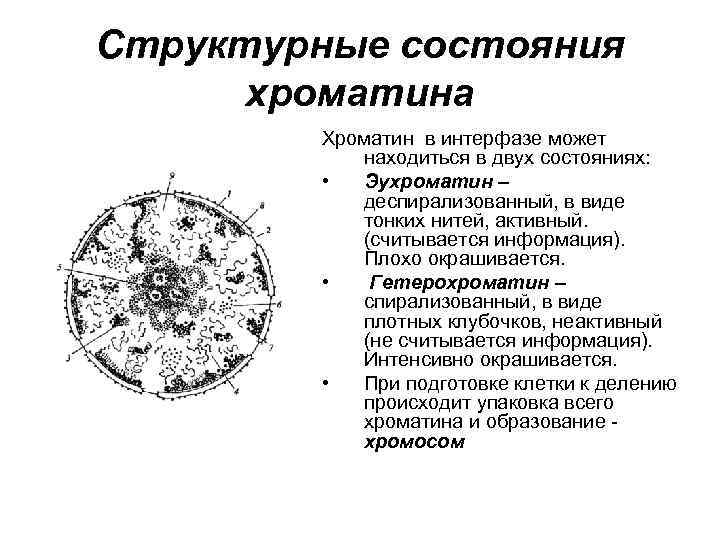 Изучите рисунок 170 хозяйственное ядро европы охарактеризуйте хозяйственное ядро европы по плану