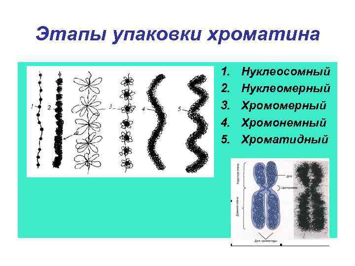 Этапы упаковки хроматина 1. 2. 3. 4. 5. Нуклеосомный Нуклеомерный Хромонемный Хроматидный 