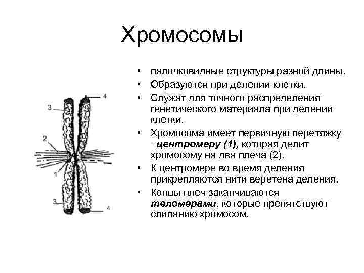 Хромосомы • палочковидные структуры разной длины. • Образуются при делении клетки. • Служат для