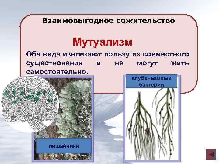 Взаимовыгодное сожительство Мутуализм Оба вида извлекают пользу из совместного существования и не могут жить