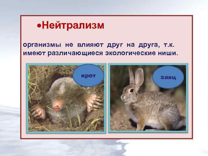  Нейтрализм организмы не влияют друг на друга, т. к. имеют различающиеся экологические ниши.