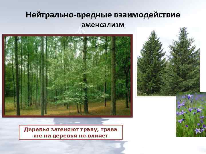 Нейтрально-вредные взаимодействие аменсализм Деревья затеняют траву, трава же на деревья не влияет 