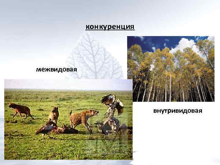 конкуренция межвидовая внутривидовая 