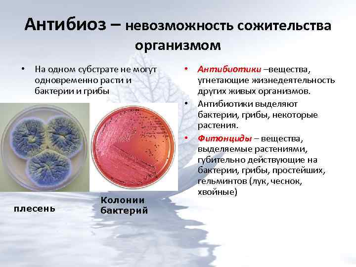 Микробного антагонизма по схеме