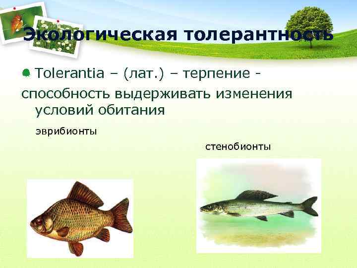 Экологическая толерантность Tolerantia – (лат. ) – терпение способность выдерживать изменения условий обитания эврибионты