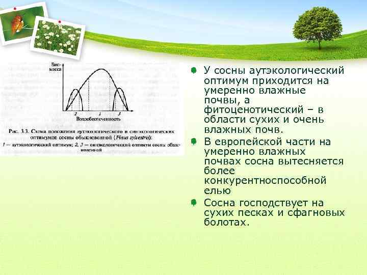 У сосны аутэкологический оптимум приходится на умеренно влажные почвы, а фитоценотический – в области