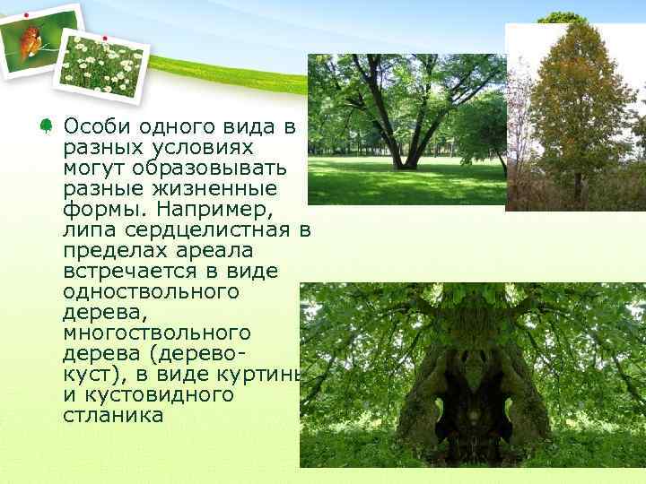 Особи одного вида в разных условиях могут образовывать разные жизненные формы. Например, липа сердцелистная