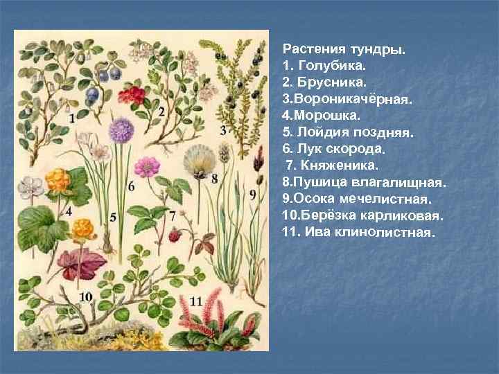 Растения тундры. 1. Голубика. 2. Брусника. 3. Вороникачёрная. 4. Морошка. 5. Лойдия поздняя. 6.