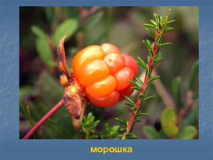 морошка 