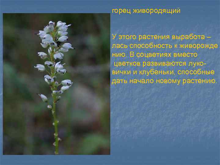 горец живородящий У этого растения выработа – лась способность к живорожде нию. В соцветиях