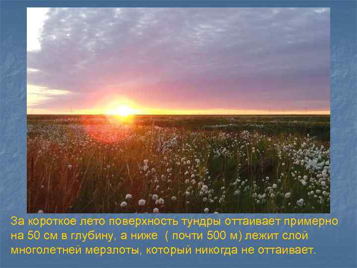 За короткое лето поверхность тундры оттаивает примерно на 50 см в глубину, а ниже