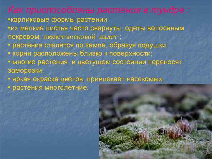 Как приспособлены растения в тундре : • карликовые формы растений; • их мелкие листья