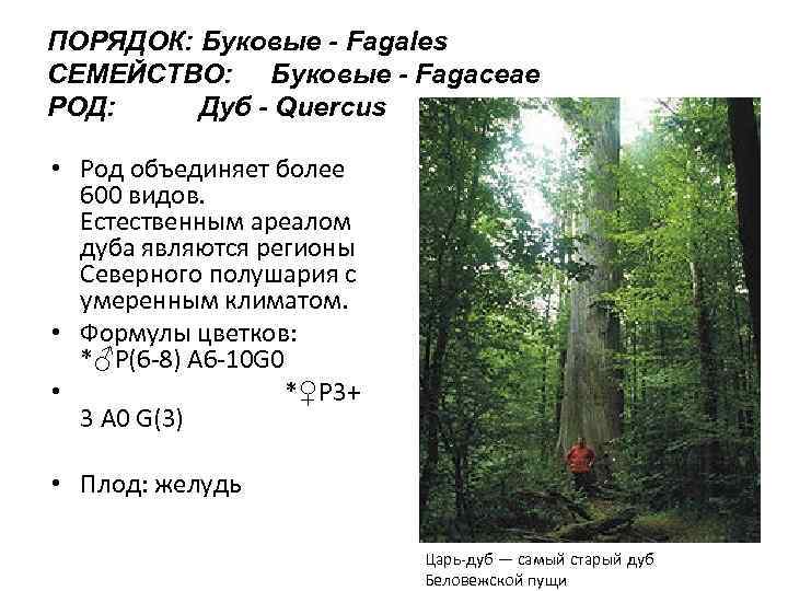 ПОРЯДОК: Буковые - Fagales СЕМЕЙСТВО: Буковые - Fagaceae РОД: Дуб - Quercus • Род