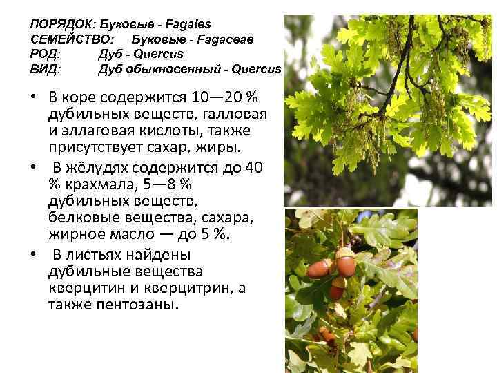 Дуб какой род. Плод деревьев семейства буковых. Семейство буковые описание. Буковые формула цветка.