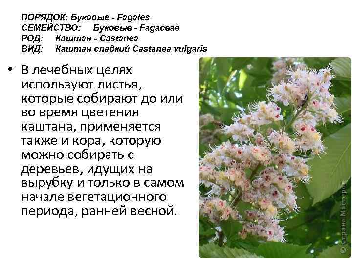 ПОРЯДОК: Буковые - Fagales СЕМЕЙСТВО: Буковые - Fagaceae РОД: Каштан - Castanea ВИД: Каштан