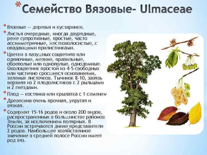 Листья род. Вяз характеристика дерева. Карагач дерево описание лист. Семейство Ulmaceae - Вязовые. Вяз доклад.