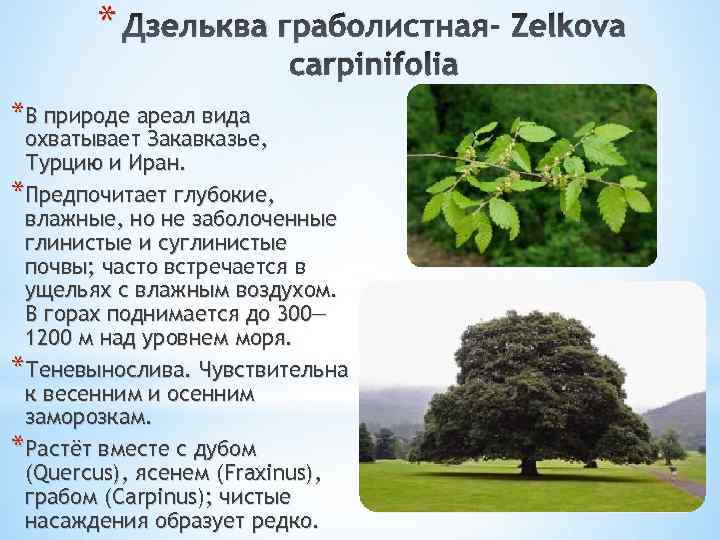 * Дзельква граболистная- Zelkova carpinifolia *В природе ареал вида охватывает Закавказье, Турцию и Иран.