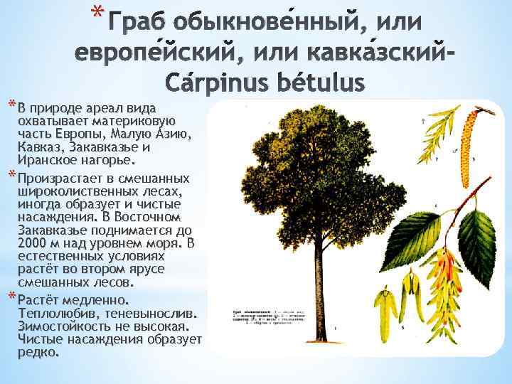 * Граб обыкнове нный, или европе йский, или кавка зский. Cárpinus bétulus * В