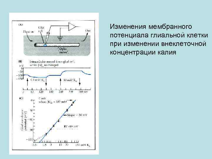 Изменения мембранного потенциала глиальной клетки при изменении внеклеточной концентрации калия 