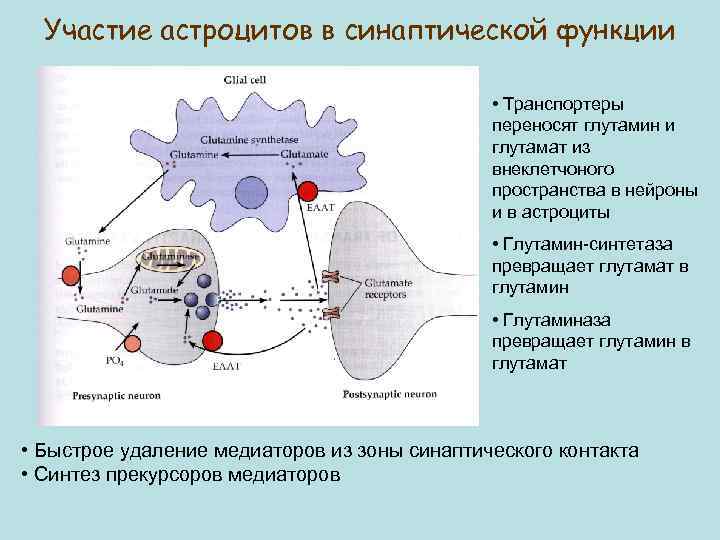 Участие астроцитов в синаптической функции • Транспортеры переносят глутамин и глутамат из внеклетчоного пространства